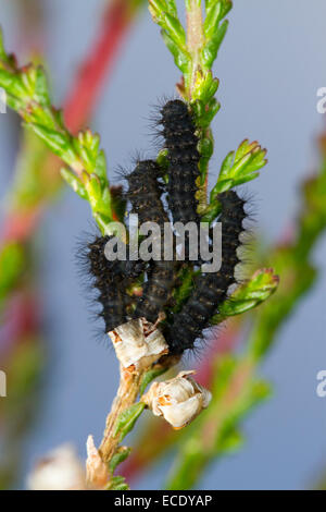 Kaiser-Motte (Saturnia Pavonia) zuerst instar Larven auf Heidekraut (Calluna Vulgaris). Powys, Wales. Juni. Stockfoto