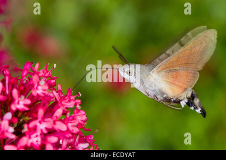 Kolibri Hawkmoth (Macroglossum Stellatarum) Erwachsenen, während des Fluges, Fütterung bei Red Valerian (Centranthus Ruber) Blumen. Stockfoto