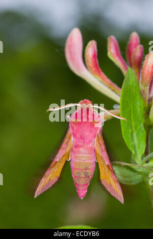 Kleine Elefanten Hawk-Moth (Deilephila Porcellus) Erwachsene auf Geißblatt. Powys, Wales. Juni. Stockfoto