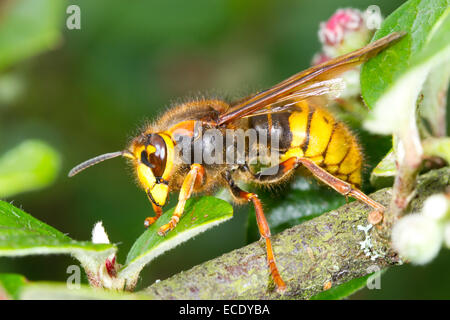 Mittlere Wespe (Dolichovespula Media) Königin. Powys, Wales. Juni. Stockfoto