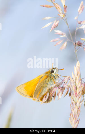 Kleine Skipper Butterfly (Thymelicus Sylvestris) ruhen unter den Gräsern. Powys, Wales. Juni. Stockfoto