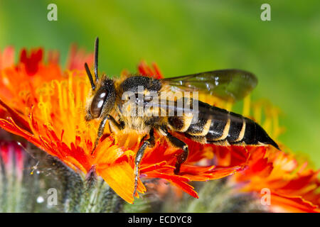 Shiny ventilierte Sharp-tail oder Rathaus-Bum Biene (Coelioxys Inermis) erwachsenes Weibchen auf Orange Hawkbit. Stockfoto