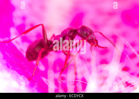 Ameisen (Formica Lemani) Erwachsene Arbeitnehmer eine gefallene Fingerhut Blume zu erkunden. Powys, Wales. Juni. Stockfoto