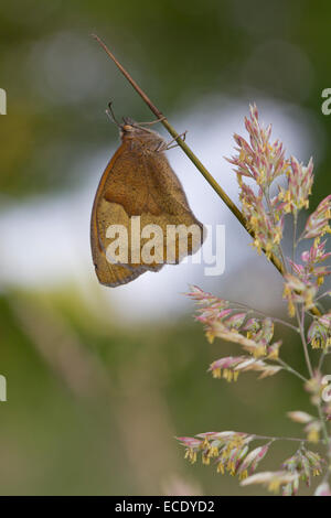 Wiese Brauner Schmetterling (Maniola Jurtina) Erwachsenen. Powys, Wales. Juni. Stockfoto