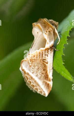 Buff Bögen Motte (Habrosyne Pyritoides). Powys, Wales. Juli. Stockfoto