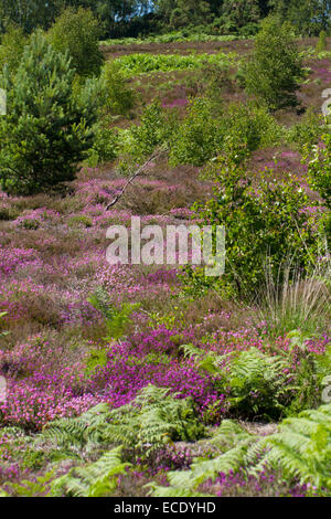 Blick auf Heathland Lebensraum mit Bell Heidekraut (Erica Cinerea) und Glockenheide (Erica Tetralix) in Blüte. Stockfoto