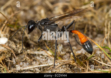 Heide-Sand Wasp (Ammophila Pubescens) erwachsenes Weibchen. IPING Common, Sussex, England. Juli. Stockfoto