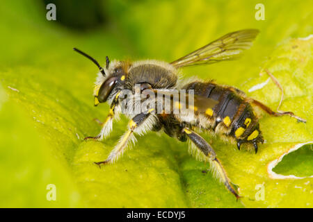 Wolle Carder Bee (Anthidium Manicatum) Männchen ruht auf einem Blatt Seaford, Sussex. Juli. Stockfoto