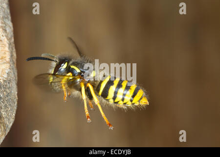 Wespe (Dolichovespula Sylvestris) Erwachsenen Arbeiter im Flug, Ankunft am Nesteingang mit Zellstoff für den Nestbau Baum. Stockfoto