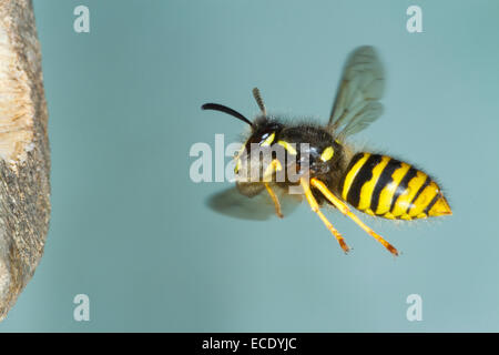 Wespe (Dolicovespula Sylvestris) Erwachsenen Arbeiter im Flug, Ankunft am Nesteingang mit Zellstoff für den Nestbau Baum. Stockfoto