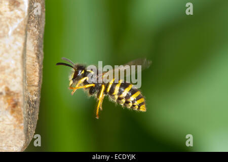 Baum-Wespe (Dolichovespula Sylvestris) Erwachsenen Arbeiter im Flug auf den Nesteingang. Powys, Wales. Juli. Stockfoto