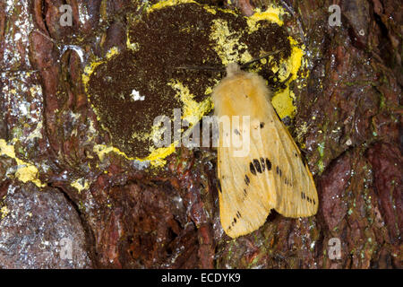 Buff Ermine (Spilosoma Lutea) Erwachsene Motte auf Baumrinde. Powys, Wales. Juli. Stockfoto