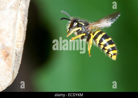 Baum-Wespe (Dolichovespula Sylvestris) Erwachsenen Arbeiter im Flug auf den Nesteingang. Powys, Wales. Juli. Stockfoto