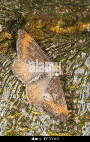 Tawny verjährt Winkel (Macaria Liturata) Absorbtion Form Nigrofulvata, Erwachsenen Falter ruht auf Baumrinde. Powys, Wales. Juli. Stockfoto