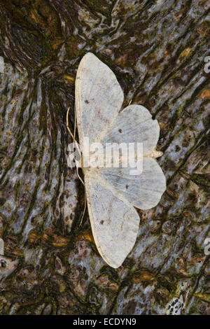 Kleinen Fan-footed Welle (Idaea Biselata) Erwachsenen Falter ruht auf Baumrinde. Powys, Wales. Juli. Stockfoto