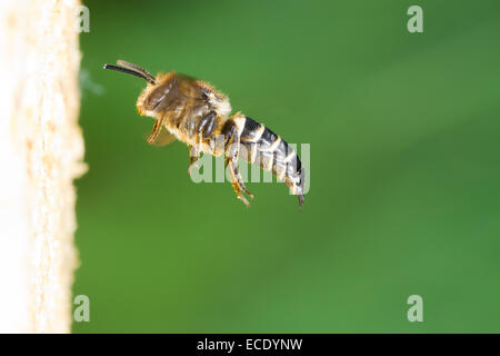 Shiny ventilierte Sharp-tail Biene (Coelioxys Inermis) erwachsenes Weibchen im Flug am Nesteingang eine Patchwork Blatt-Cutter-Biene. Stockfoto