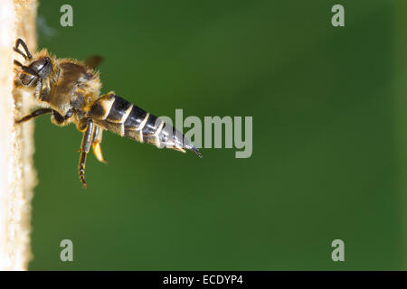 Shiny ventilierte Sharp-tail Biene (Coelioxys Inermis) erwachsenes Weibchen im Flug am Nesteingang eine Patchwork Blatt-Cutter-Biene. Stockfoto