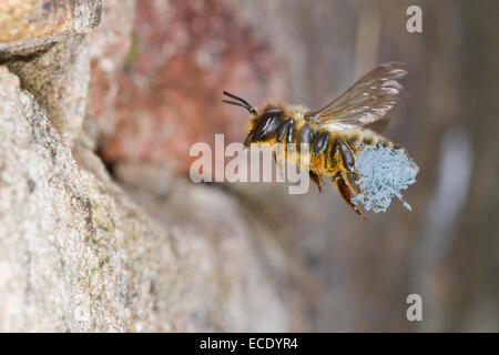 Willoughby Leafcutter Biene (Megachile Willughbiella) erwachsenes Weibchen im Flug Ankunft in ihr Nest Loch in einer Wand mit einer Belastung von Stockfoto