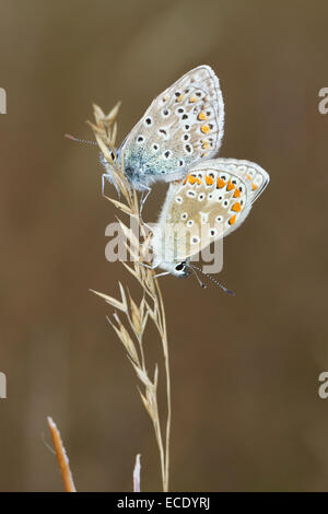 Gemeinsame blaue Schmetterlinge (Polyommatus Icarus) Erwachsenen paar Paarung. Powys, Wales. August. Stockfoto