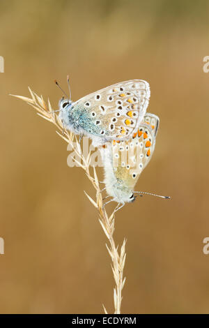 Gemeinsame blaue Schmetterlinge (Polyommatus Icarus) Erwachsenen paar Paarung. Powys, Wales. August. Stockfoto