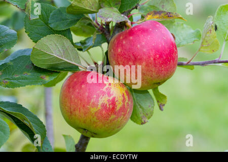 Kulturapfel (Malus Domestica) Sorte 'James Grieve'. Frucht auf einem Baum in einem Bio-Obstgarten. Powys, Wales. August. Stockfoto