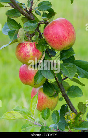 Kulturapfel (Malus Domestica) Sorte 'James Grieve'. Frucht auf einem Baum in einem Bio-Obstgarten. Powys, Wales. August. Stockfoto