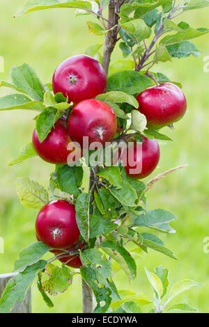 Kulturapfel (Malus Domestica) Sorte "Devonshire Quarrenden". Frucht auf einem Baum in einem Bio-Obstgarten. Powys, Wales. August Stockfoto