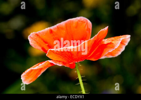 Shirley Mohn - kultivierte Form des Klatschmohns (Papaver Rhoeas) in einem Garten blühen. Powys, Wales. September. Stockfoto