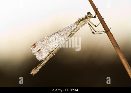 Emerald Damselfly (Lestes Sponsa) Erwachsenfrau Schlafplatz an einem taufrischen Morgen.  Powys, Wales. September. Stockfoto