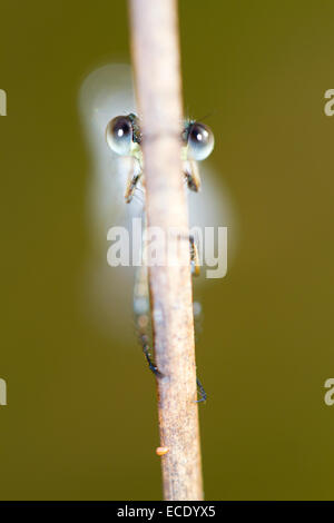 Emerald Damselfly (Lestes Sponsa) Erwachsenfrau Schlafplatz an einem taufrischen Morgen.  Powys, Wales. September. Stockfoto