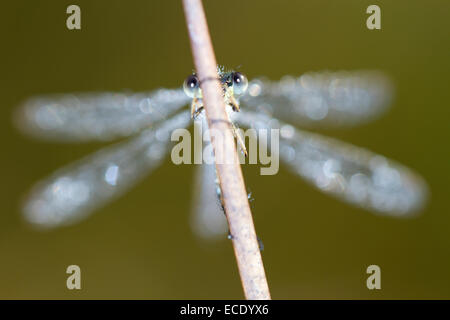 Emerald Damselfly (Lestes Sponsa) Erwachsenfrau Schlafplatz an einem taufrischen Morgen.  Powys, Wales. September. Stockfoto