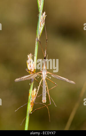 Kran-Fly oder Daddy-Long-Legs (Tipula Paludosa) ruht auf einem taufrischen Morgen. Powys, Wales. September. Stockfoto