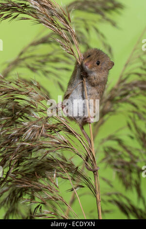 Eurasische Zwergmaus Zwergmaus, Zwerg-Maus, Maus, Mäuse, Halmkletterer, Greifschwanz, Micromys Minutus, Ratte Des Moissons Stockfoto