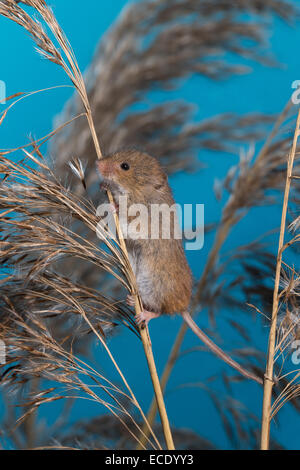 Eurasische Zwergmaus Zwergmaus, Zwerg-Maus, Maus, Mäuse, Halmkletterer, Greifschwanz, Micromys Minutus, Ratte Des Moissons Stockfoto