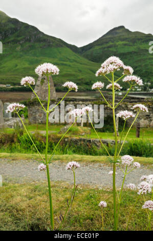 Gemeinsamen Baldrian - Valeriana Officinalis wächst von zerstörten Kirche, Schottland Stockfoto