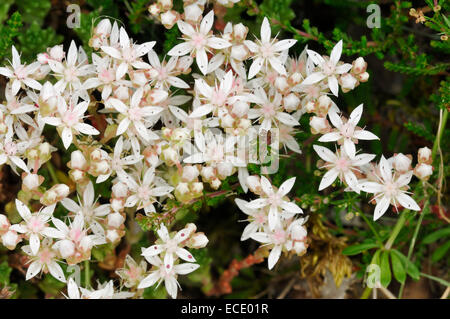 Englische Fetthenne - Sedum Anglicum Scotish Highlands Stockfoto