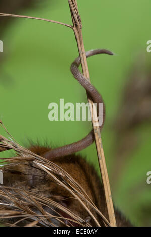 Eurasische Zwergmaus Zwergmaus, Zwerg-Maus, Maus, Mäuse, Halmkletterer, Greifschwanz, Micromys Minutus, Ratte Des Moissons Stockfoto