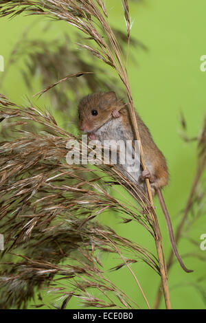 Eurasische Zwergmaus Zwergmaus, Zwerg-Maus, Maus, Mäuse, Halmkletterer, Greifschwanz, Micromys Minutus, Ratte Des Moissons Stockfoto