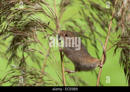 Eurasische Zwergmaus Zwergmaus, Zwerg-Maus, Maus, Mäuse, Halmkletterer, Greifschwanz, Micromys Minutus, Ratte Des Moissons Stockfoto