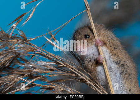 Eurasische Zwergmaus Zwergmaus, Zwerg-Maus, Maus, Mäuse, Halmkletterer, Greifschwanz, Micromys Minutus, Ratte Des Moissons Stockfoto