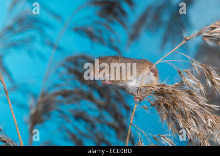 Eurasische Zwergmaus Zwergmaus, Zwerg-Maus, Maus, Mäuse, Halmkletterer, Greifschwanz, Micromys Minutus, Ratte Des Moissons Stockfoto