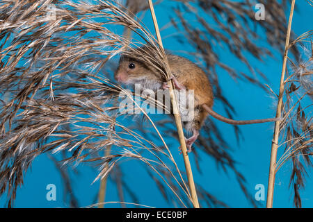 Eurasische Zwergmaus Zwergmaus, Zwerg-Maus, Maus, Mäuse, Halmkletterer, Greifschwanz, Micromys Minutus, Ratte Des Moissons Stockfoto