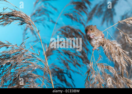 Eurasische Zwergmaus Zwergmaus, Zwerg-Maus, Maus, Mäuse, Halmkletterer, Greifschwanz, Micromys Minutus, Ratte Des Moissons Stockfoto