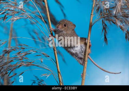 Eurasische Zwergmaus Zwergmaus, Zwerg-Maus, Maus, Mäuse, Halmkletterer, Greifschwanz, Micromys Minutus, Ratte Des Moissons Stockfoto