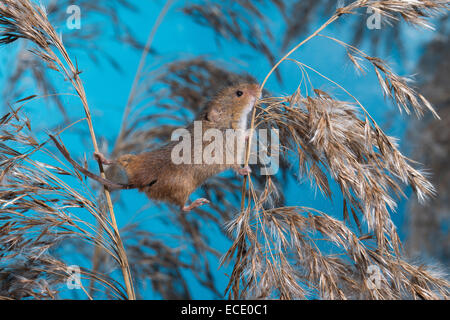 Eurasische Zwergmaus Zwergmaus, Zwerg-Maus, Maus, Mäuse, Halmkletterer, Greifschwanz, Micromys Minutus, Ratte Des Moissons Stockfoto