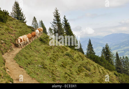 Kühe, die zu Fuß unterwegs, Salzburger Land, Österreich Stockfoto