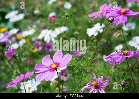 Kosmos wilde Blumen rosa weiße Feld Stockfoto