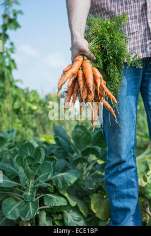 Eigenes Gemüse Mann Garten Karotten wachsen Stockfoto