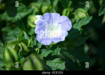 Husch-Fly Blume Pflanze blau close-up Blüte Stockfoto