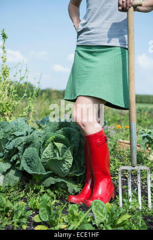 Frau Garten Zuteilung Kohl Pflanzen Stockfoto